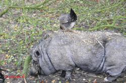 Varken en kip.